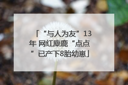 “与人为友”13年 网红麋鹿“点点”已产下8胎幼崽
