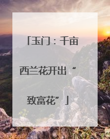 玉门：千亩西兰花开出“致富花”
