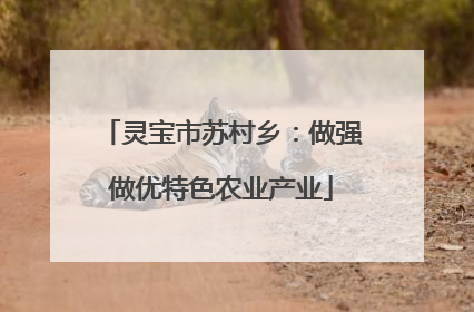 灵宝市苏村乡：做强做优特色农业产业
