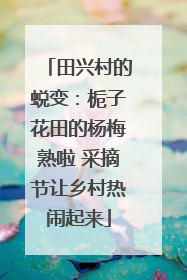 田兴村的蜕变：栀子花田的杨梅熟啦 采摘节让乡村热闹起来