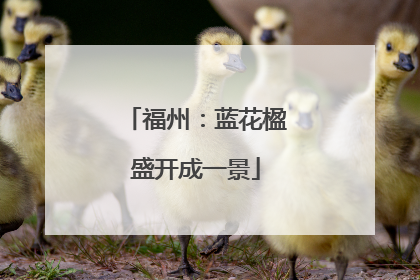 福州：蓝花楹盛开成一景