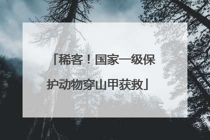 稀客！国家一级保护动物穿山甲获救