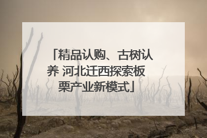 精品认购、古树认养 河北迁西探索板栗产业新模式