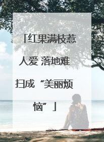 红果满枝惹人爱 落地难扫成“美丽烦恼”