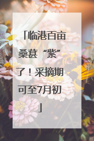 临港百亩桑葚“紫”了！采摘期可至7月初