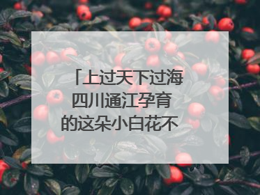 上过天下过海 四川通江孕育的这朵小白花不简单｜川陕渝网络名人巴中行