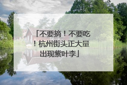 不要摘！不要吃！杭州街头正大量出现紫叶李
