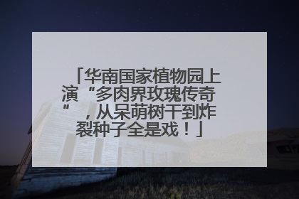 华南国家植物园上演“多肉界玫瑰传奇”，从呆萌树干到炸裂种子全是戏！