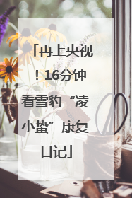 再上央视！16分钟看雪豹“凌小蛰”康复日记