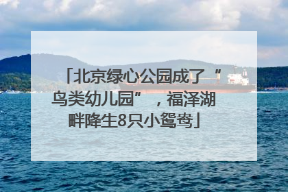 北京绿心公园成了“鸟类幼儿园”，福泽湖畔降生8只小鸳鸯