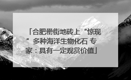 合肥罍街地砖上“惊现”多种海洋生物化石 专家：具有一定观赏价值