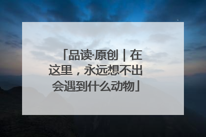 品读·原创｜在这里，永远想不出会遇到什么动物