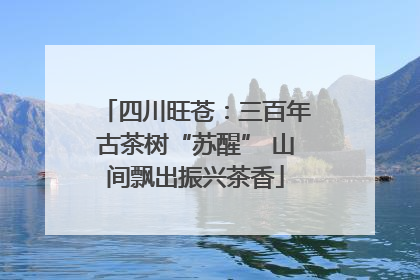 四川旺苍：三百年古茶树“苏醒” 山间飘出振兴茶香