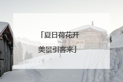 夏日荷花开 美景引客来