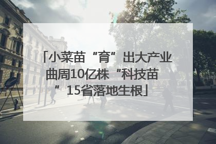 小菜苗“育”出大产业 曲周10亿株“科技苗”15省落地生根