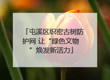 屯溪区织密古树防护网 让“绿色文物”焕发新活力