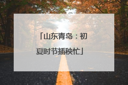 山东青岛：初夏时节插秧忙