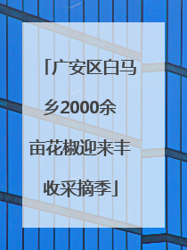 广安区白马乡2000余亩花椒迎来丰收采摘季