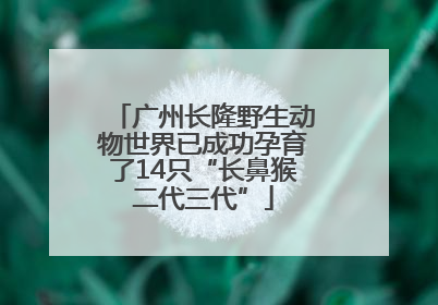 广州长隆野生动物世界已成功孕育了14只“长鼻猴二代三代”
