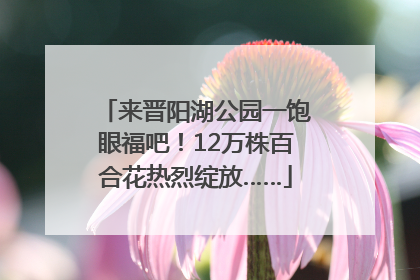 来晋阳湖公园一饱眼福吧！12万株百合花热烈绽放……