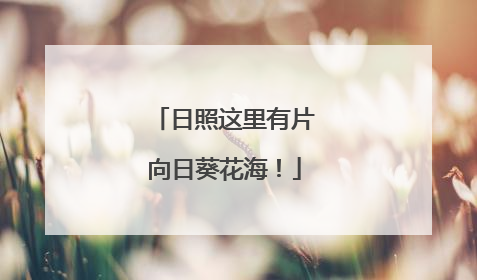 日照这里有片向日葵花海！