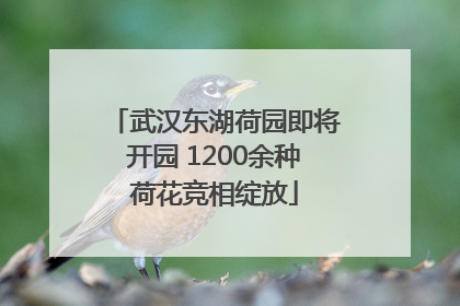 武汉东湖荷园即将开园 1200余种荷花竞相绽放