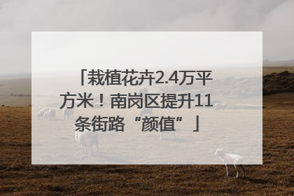 栽植花卉2.4万平方米！南岗区提升11条街路“颜值”