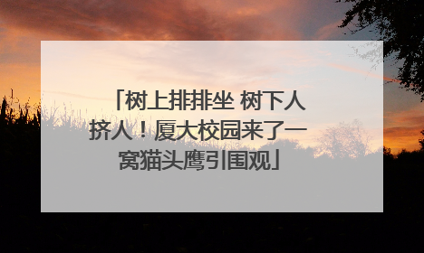 树上排排坐 树下人挤人！厦大校园来了一窝猫头鹰引围观