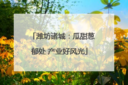 潍坊诸城：瓜甜葱郁处 产业好风光
