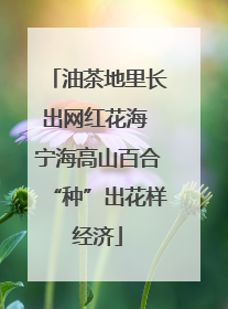 油茶地里长出网红花海 宁海高山百合“种”出花样经济