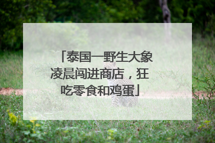 泰国一野生大象凌晨闯进商店，狂吃零食和鸡蛋