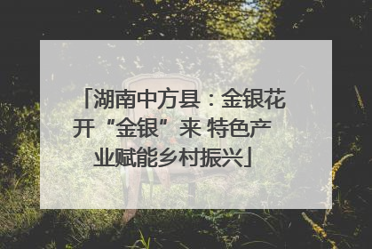 湖南中方县：金银花开“金银”来 特色产业赋能乡村振兴