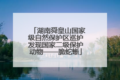 湖南舜皇山国家级自然保护区巡护发现国家二级保护动物——脆蛇蜥