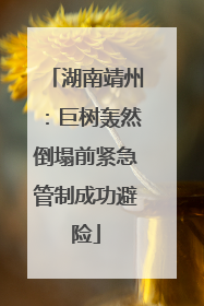湖南靖州：巨树轰然倒塌前紧急管制成功避险