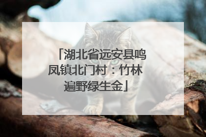 湖北省远安县鸣凤镇北门村：竹林遍野绿生金