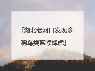 湖北老河口发现珍稀鸟类蓝喉蜂虎