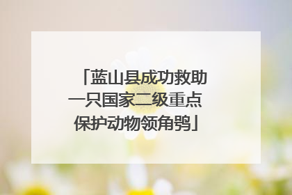 蓝山县成功救助一只国家二级重点保护动物领角鸮
