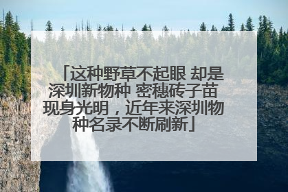 这种野草不起眼 却是深圳新物种 密穗砖子苗现身光明，近年来深圳物种名录不断刷新