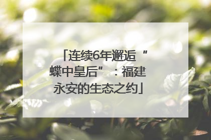 连续6年邂逅“蝶中皇后”：福建永安的生态之约