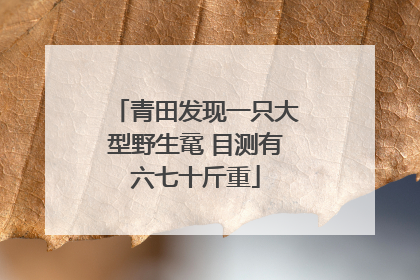 青田发现一只大型野生鼋 目测有六七十斤重