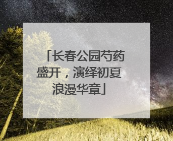 长春公园芍药盛开，演绎初夏浪漫华章