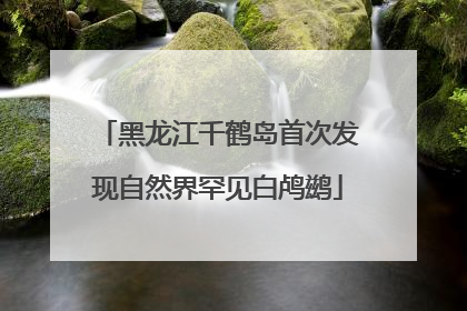 黑龙江千鹤岛首次发现自然界罕见白鸬鹚