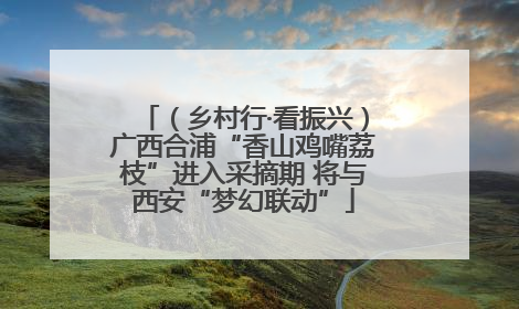 （乡村行·看振兴）广西合浦“香山鸡嘴荔枝”进入采摘期 将与西安“梦幻联动”