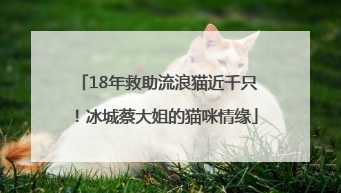 18年救助流浪猫近千只！冰城蔡大姐的猫咪情缘